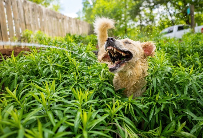 Comedy Pet, golden retriever, roslin watering