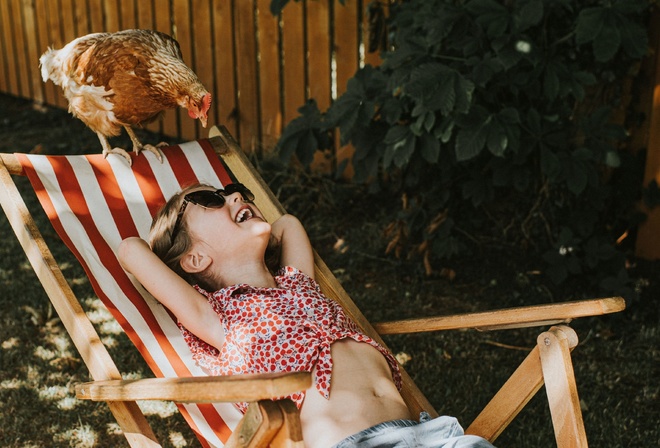 sunbathers, Comedy Pet, chicken, sunny morning