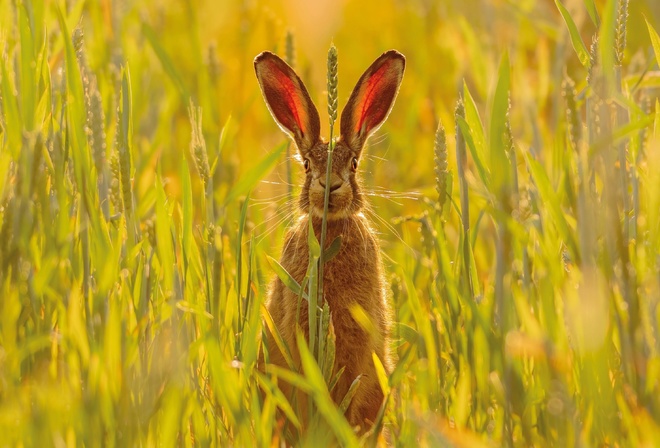 Hare, Skomer Island, Pembrokeshire