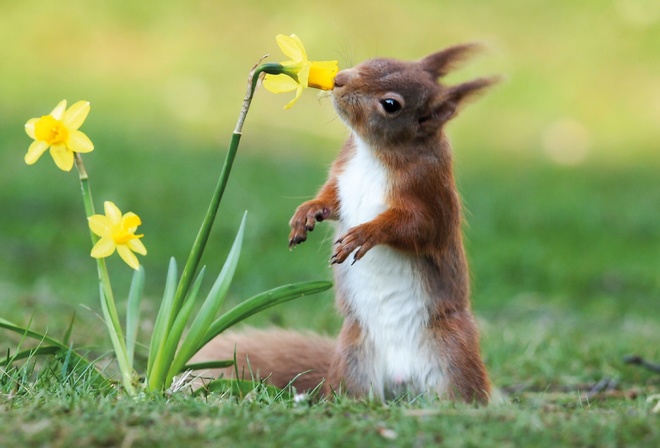 Scent of Spring, Squirrel, Nature