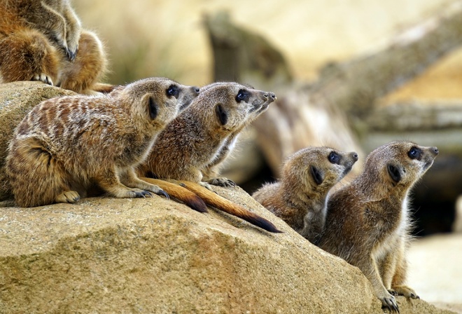 animals, mammals, meerkat group, zoo