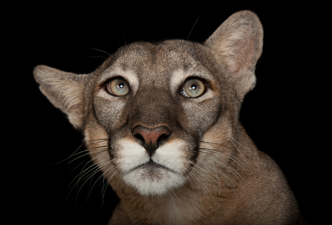 Florida panther, Tampas Lowry Park Zoo, Florida