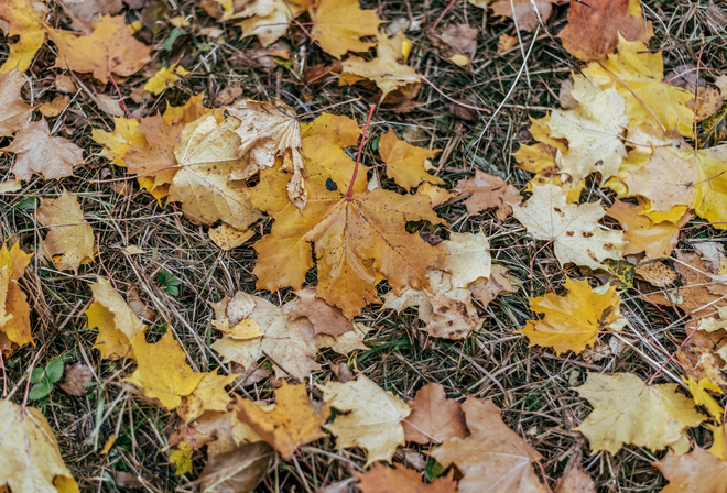 autumn leaves, after rain, autumn evening