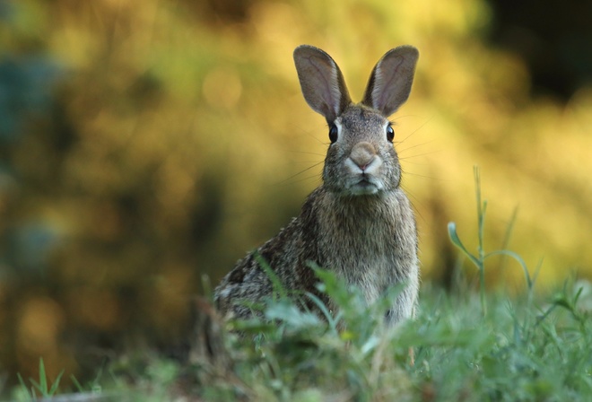 animals, Toledo Botanical Garden, Fluffy Rabbit