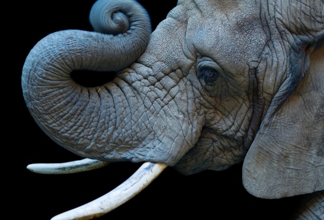 african elephant, Cheyenne Mountain Zoo, Colorado Springs