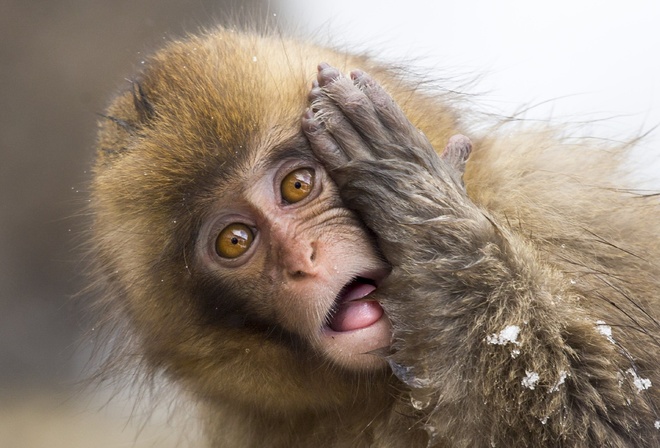 Wildlife, Japanese macaque, snow monkey, Jigokudani Monkey Park, Japan