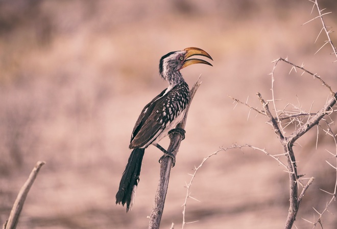 Southern yellow-billed hornbill, Etosha National Park, Namibia