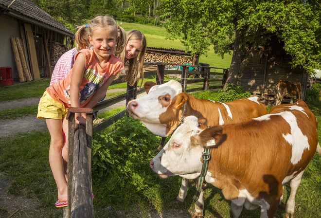 Salzburg, Farm holidays, Austria, organic farm, cows