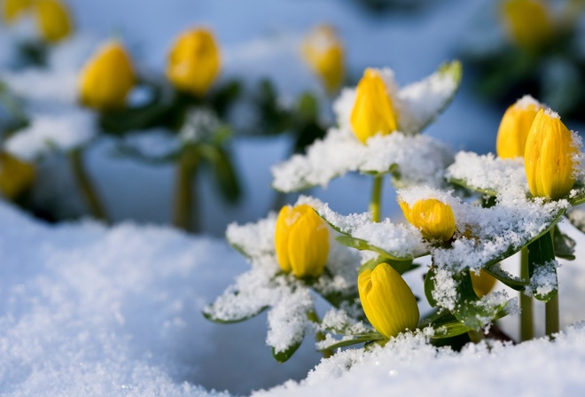 winter aconite, Eranthis hyemalis, flowers