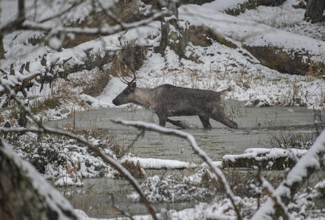 Northwest Trek Wildlife Park, Washington, caribou