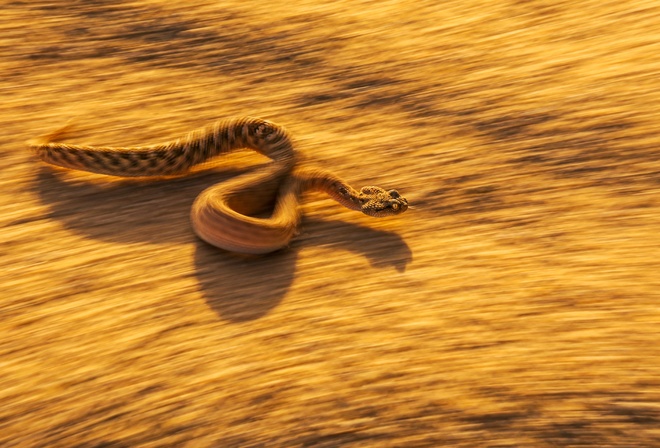 animals, desert, dangerous snake