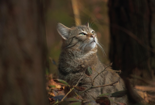 forest, wildcat, nature, autumn