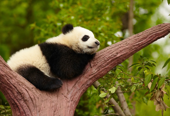 China, Chengdu Panda Breeding Research Center, giant panda