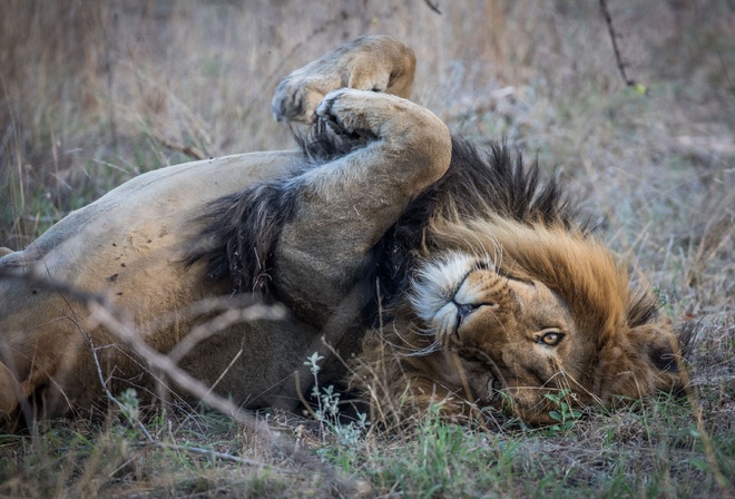 wildlife, Southern Africa, lion relaxed