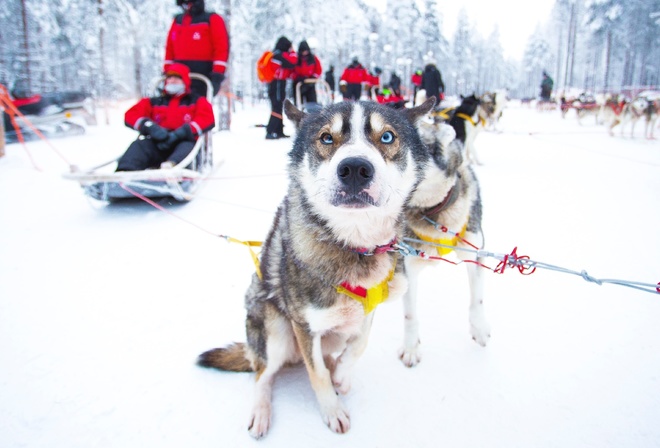 Winter Experience, Husky Safari, Rovaniemi, Finland