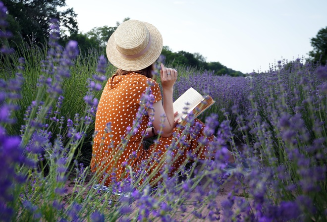 lavender field, France, flowers