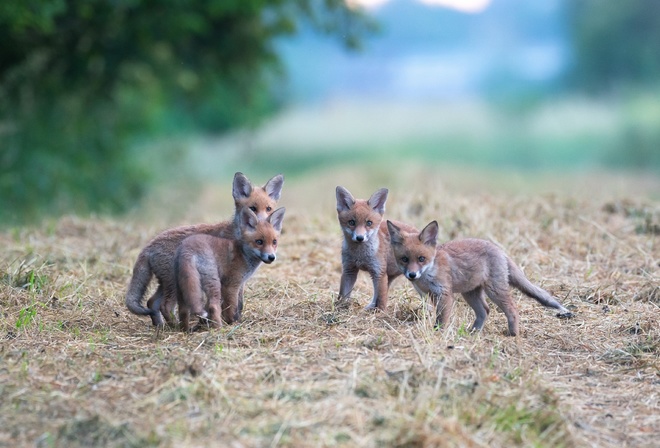 Luxembourg, fox children, wildlife