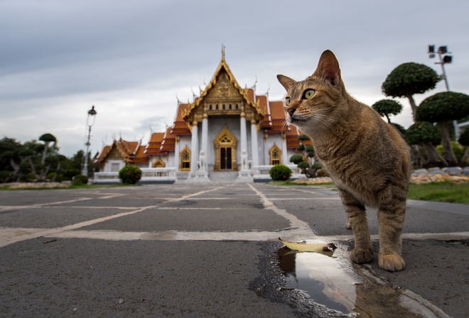 Wat Benchamabophit, marble temple, Buddhism, Bangkok, Thailand