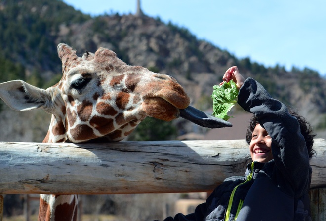 giraffe, Cheyenne Mountain Zoo, Colorado Springs, Colorado