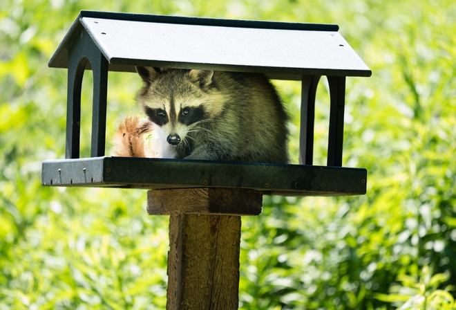 wild animals, young raccoon, bird feeder