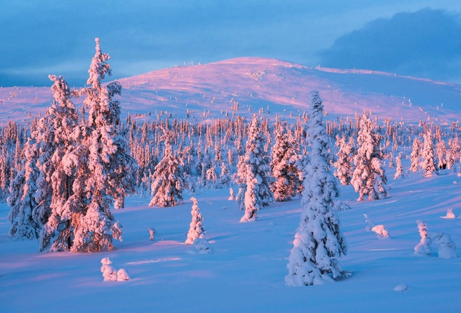 Snow, winter, sunset, Lapland, Yllastunturi National Park, Finland