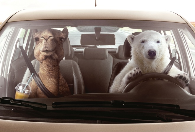 Volkswagen, Zone Temperature Control, Polar Bear, Camel