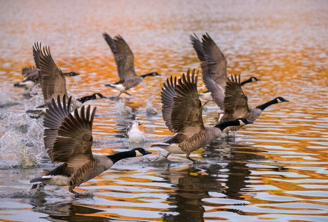 Canada goose, Branta canadensis, Delmarva peninsula