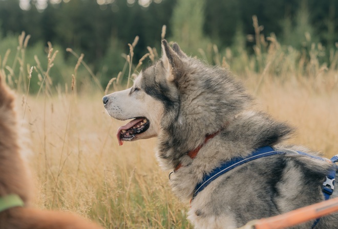 nature, Thuringian Forest, huskies, Germany