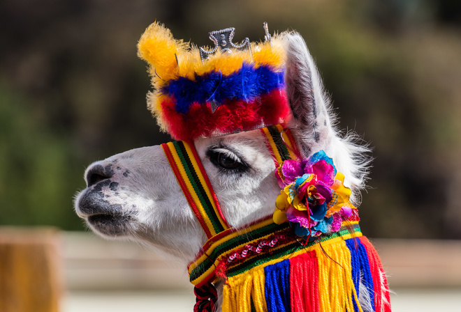 Lama, Ipiales, Colombia