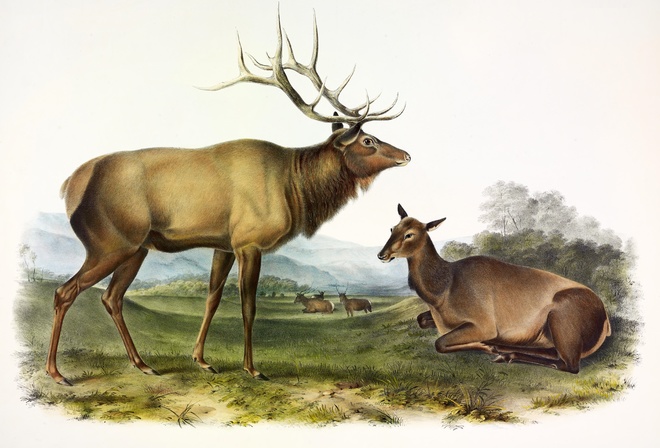 American Elk, John James Audubon, 1845