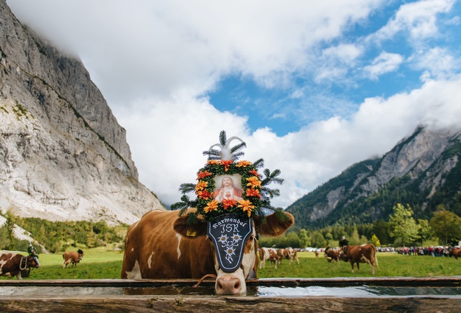 Pertisau, Austrian Alps, meadow, Cattle, cows