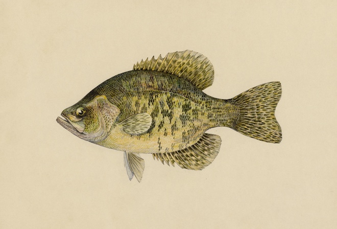Calico Bass, Pomoxys sparoides Lacepede, Miles Ernest Rost, zoological illustration