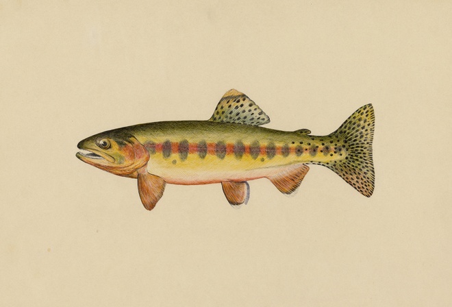Volcano Creek golden trout, Salmo roosevelti Evermann, Miles Ernest Rost, zoological illustration