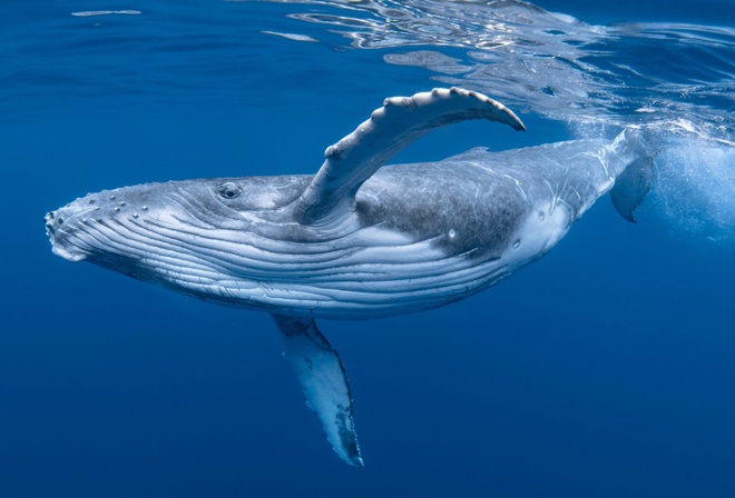 Whale, Ocean, Humpback Whale, Marine Mammals