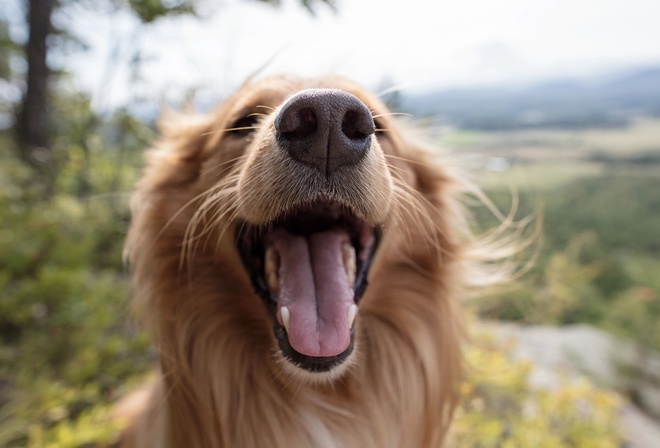 dog, furry family member, pets