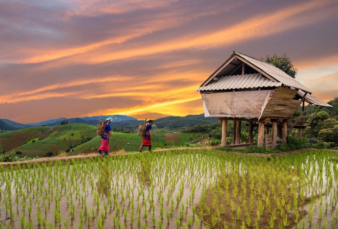 rice field terrace, Chiang Mai, Thailand