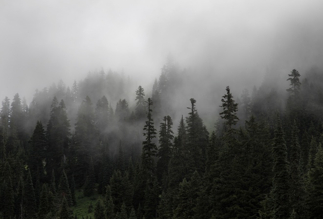 , , , , , trees, nature, forest, fog, ate