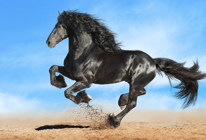 , , , , , , ,  , horse, mane, hooves, stallion, Frieze, crow, Friesian horse