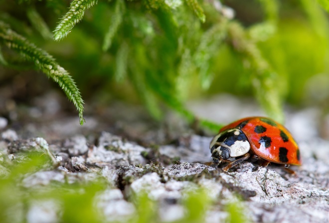 , ,  , , stones, plants, ladybug, bokeh