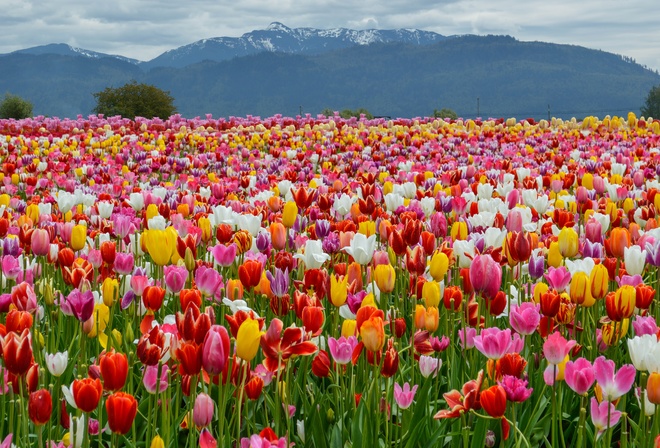 , , , , Spring, Colors, Tulips, , , Mountains, Field