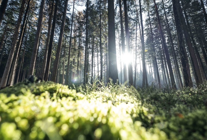 Outdoors, Forest, Plants, Nature