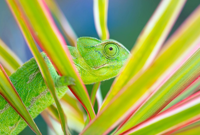 Chameleon, exotic and mesmerizing pets, terrarium