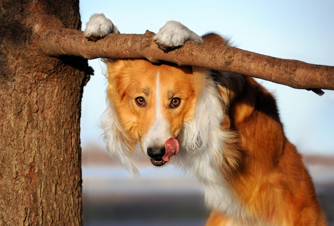 Border Collie, Animal, Herding Dog