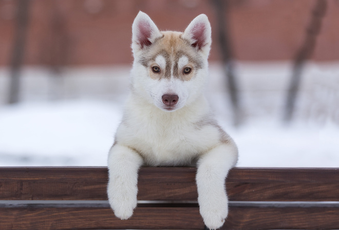 Husk, Cachorro, Lindo, Neve