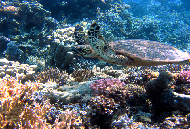 Fundo do Mar, Tartaruga, Natureza