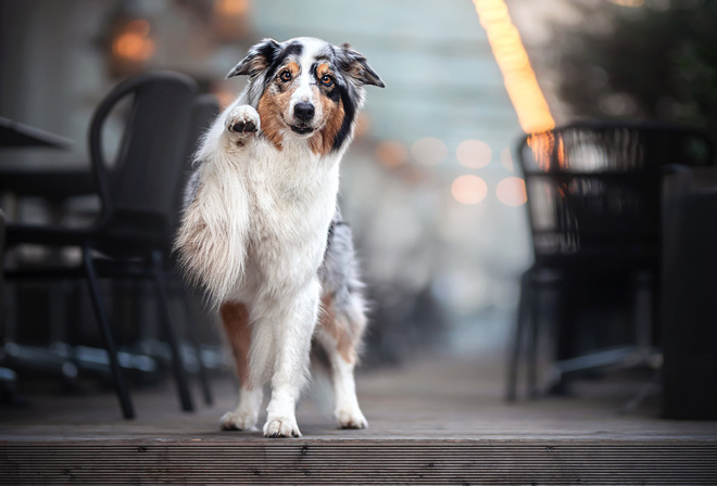 Cachorro, Lindo, Paisagem