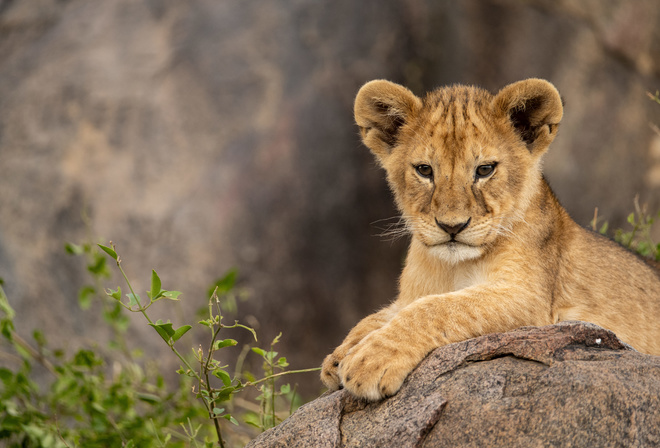 Tanzania, Safari Park, Wild Animals