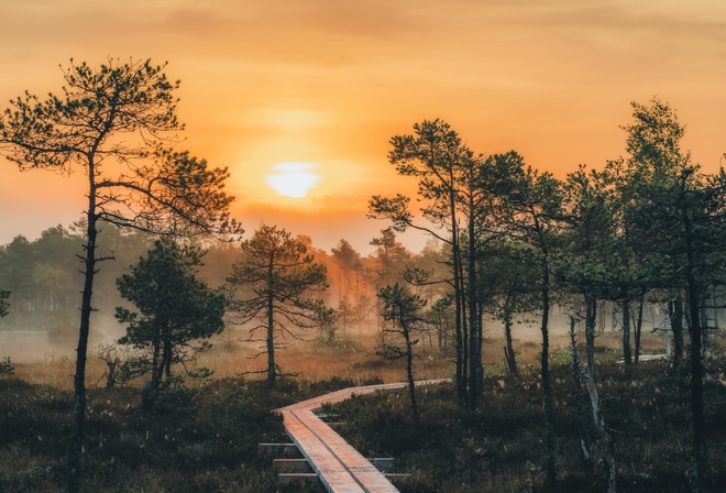 summer, Estonia, forest