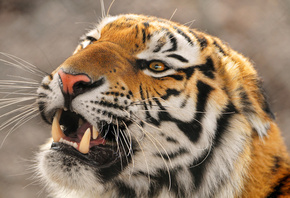 , , , panthera tigris altaica,  ,  , amur tigr