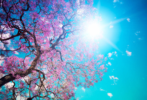 Beautiful tree blossom, , , , , , , , , 